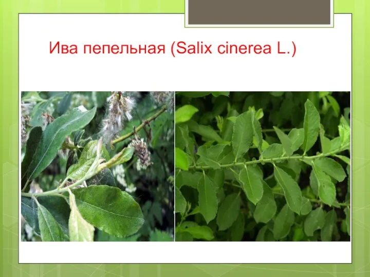 Ива пепельная (Salix cinerea L.)