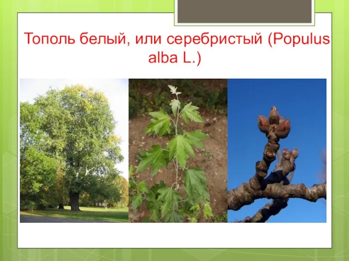 Тополь белый, или серебристый (Populus alba L.)