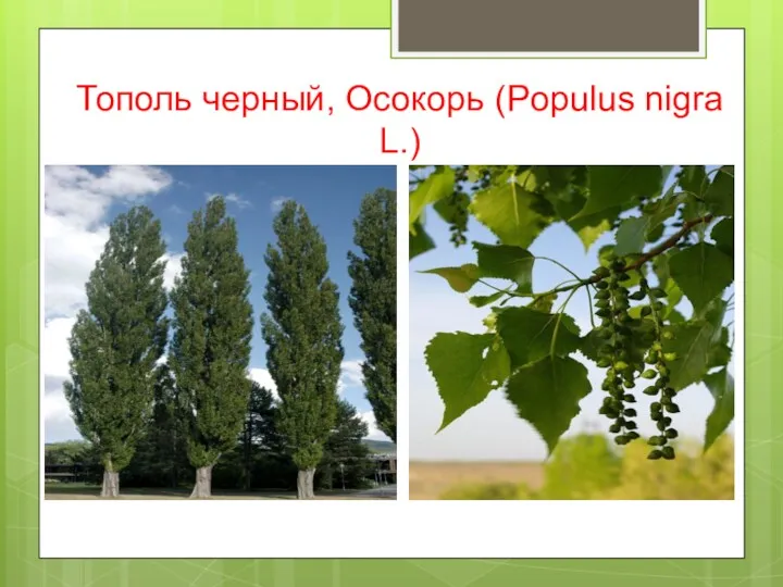 Тополь черный, Осокорь (Populus nigra L.)