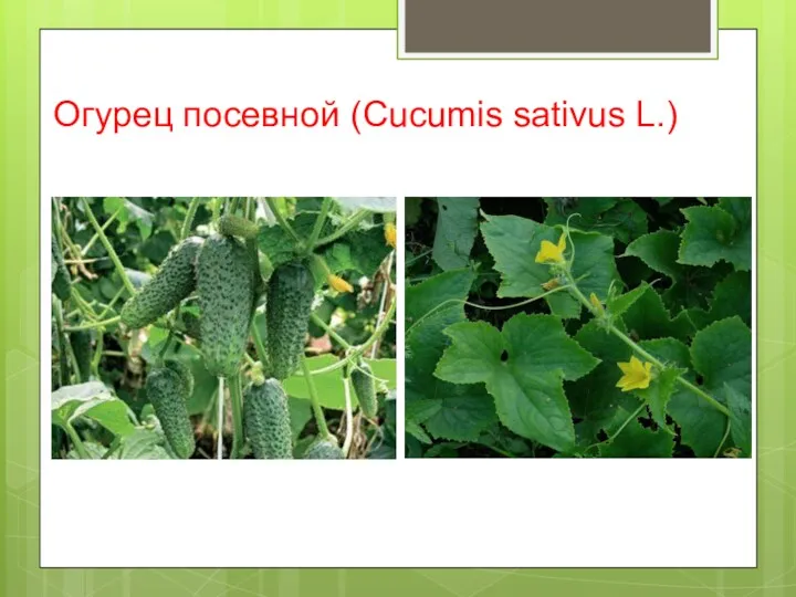 Огурец посевной (Cucumis sativus L.)