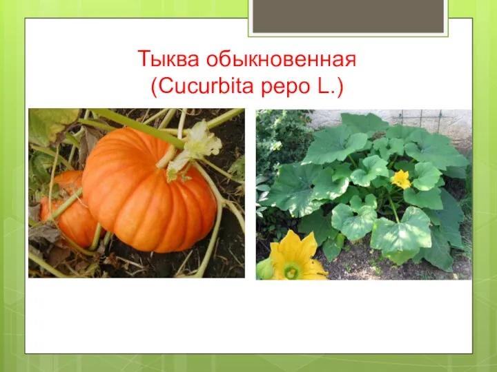 Тыква обыкновенная (Cucurbita pepo L.)