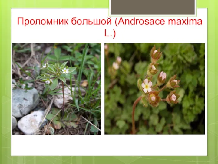 Проломник большой (Androsace maxima L.)