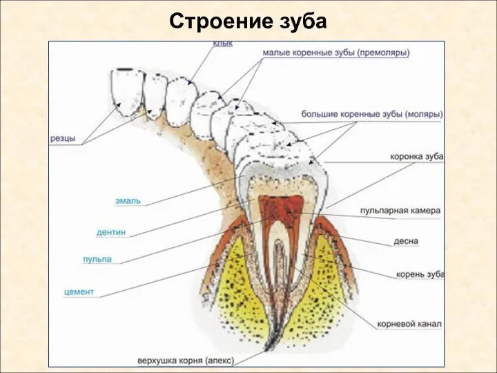 Строение зуба