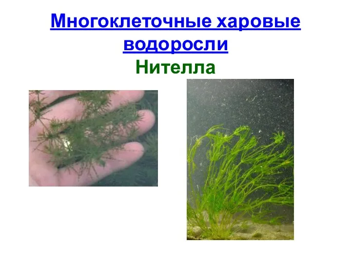 Многоклеточные харовые водоросли Нителла