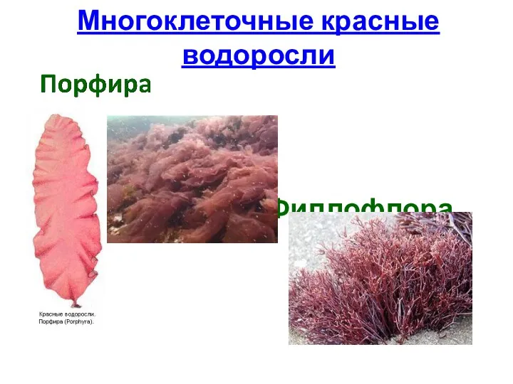 Многоклеточные красные водоросли Филлофлора
