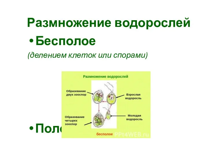 Размножение водорослей Бесполое (делением клеток или спорами) Половое