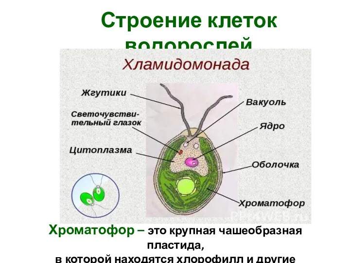 Строение клеток водорослей Хроматофор – это крупная чашеобразная пластида, в которой находятся хлорофилл и другие пигменты.