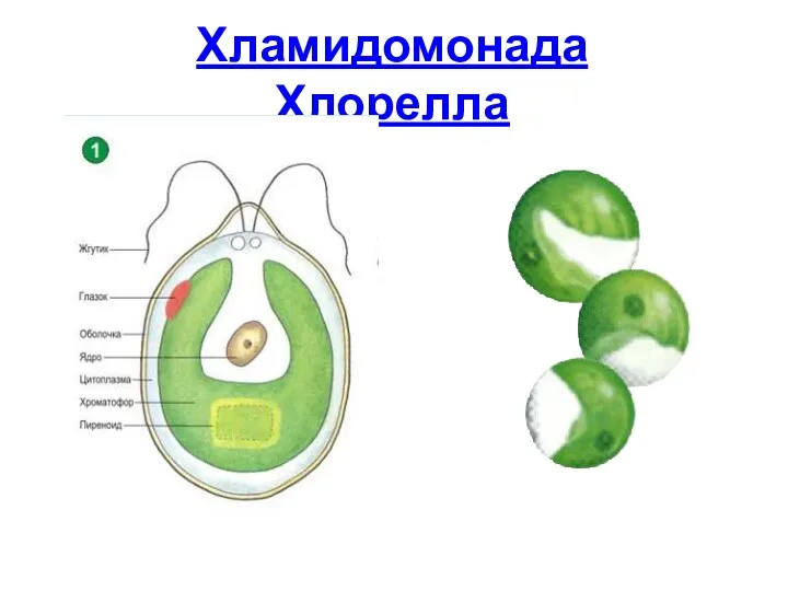 Хламидомонада Хлорелла