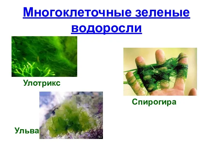 Многоклеточные зеленые водоросли Улотрикс Спирогира Ульва