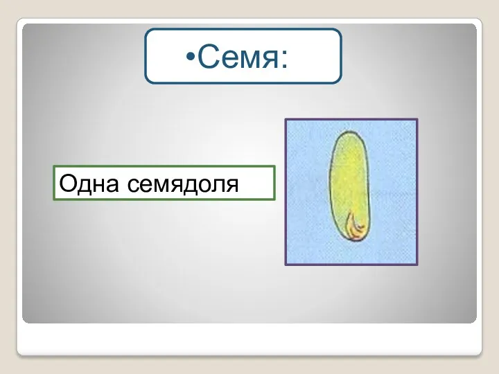 Одна семядоля Семя: