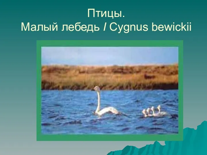 Птицы. Малый лебедь I Cygnus bewickii