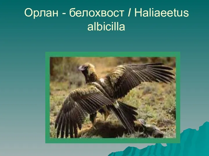 Орлан - белохвост I Haliaeetus albicilla