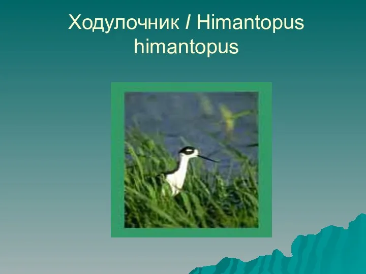 Ходулочник I Himantopus himantopus