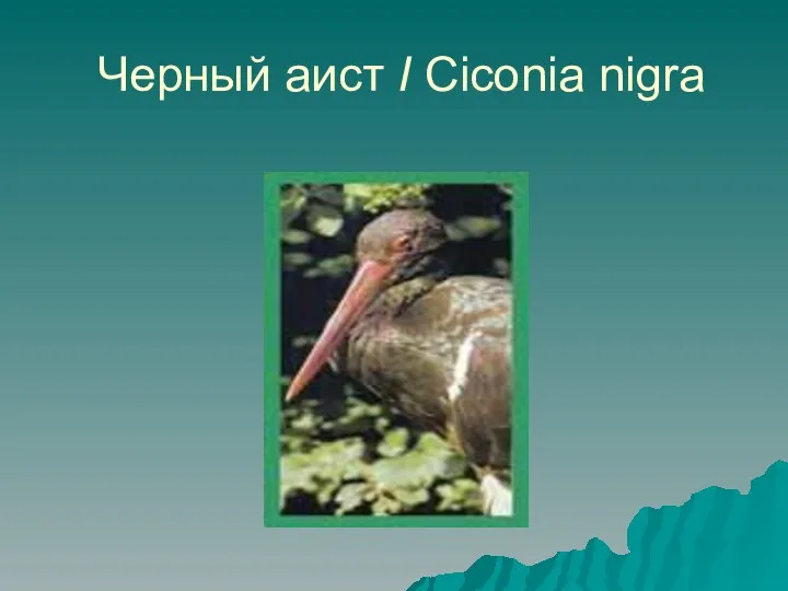 Черный аист I Ciconia nigra