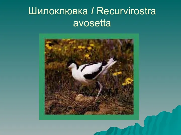 Шилоклювка I Recurvirostra avosetta