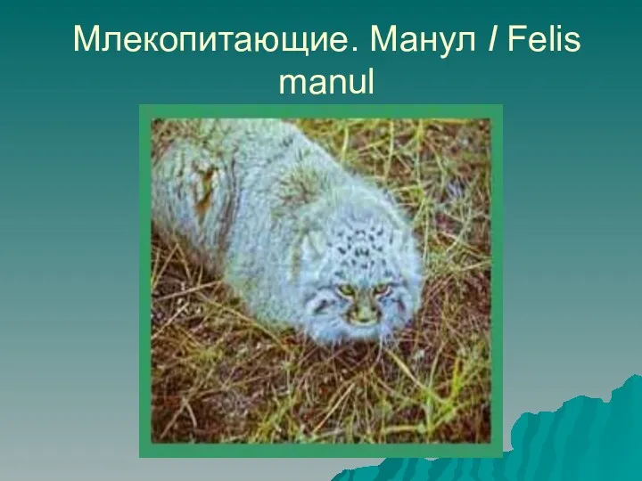 Млекопитающие. Манул I Felis manul