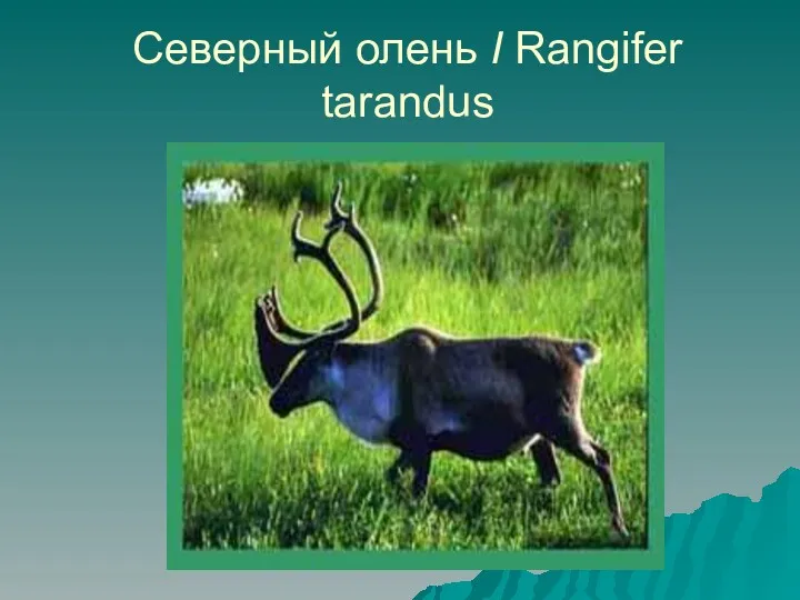 Северный олень I Rаngifеr tarandus