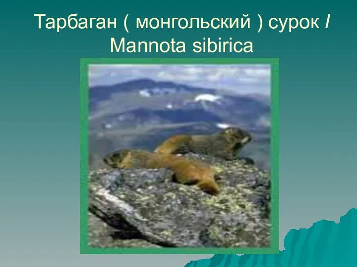 Тарбаган ( монгольский ) сурок I Mannota sibirica