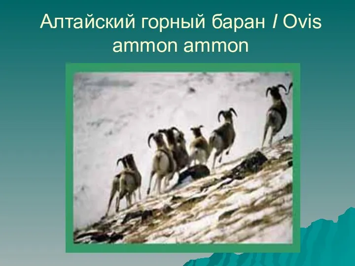 Алтайский горный баран I Ovis аmmоn аmmоn