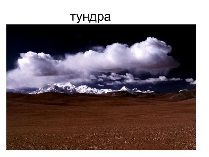 тундра