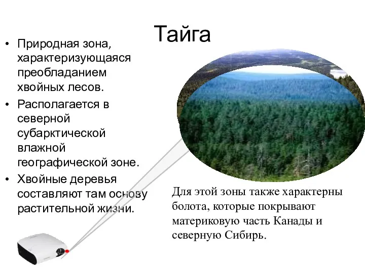 Тайга Природная зона, характеризующаяся преобладанием хвойных лесов. Располагается в северной