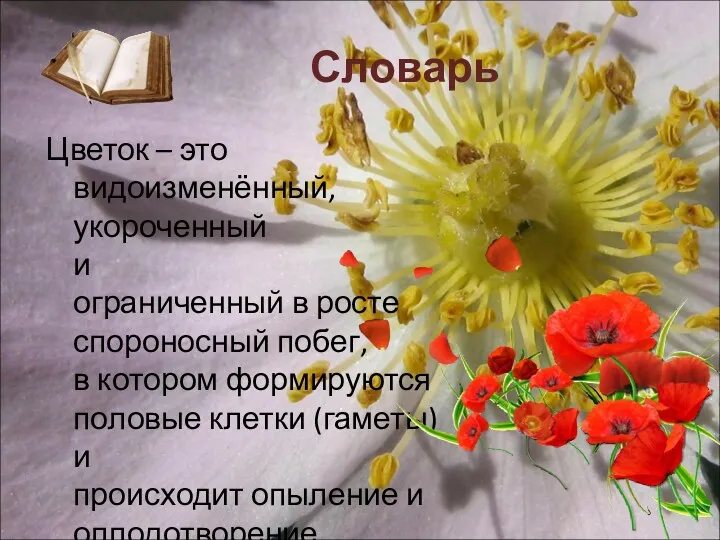 Словарь Цветок – это видоизменённый, укороченный и ограниченный в росте