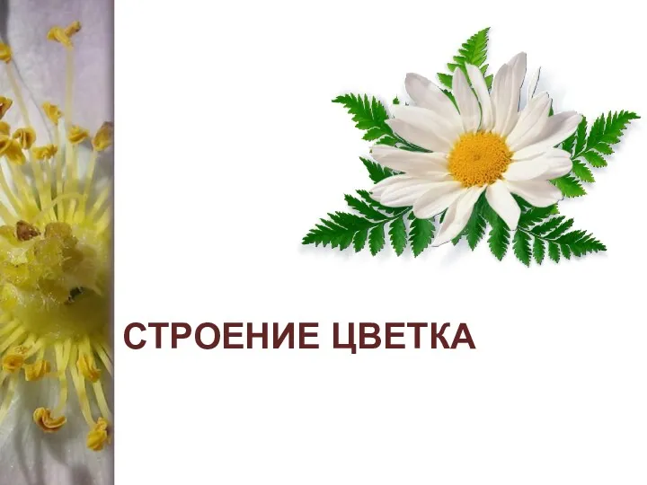 СТРОЕНИЕ ЦВЕТКА