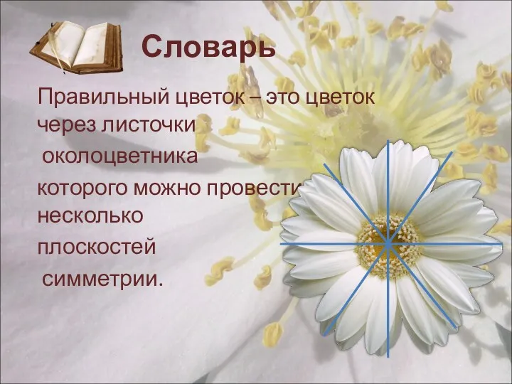 Словарь Правильный цветок – это цветок через листочки околоцветника которого можно провести несколько плоскостей симметрии.