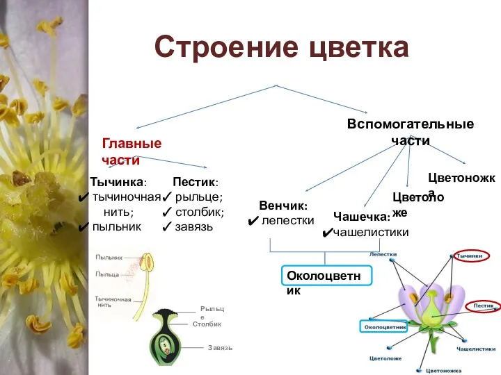 Строение цветка Главные части Вспомогательные части Тычинка: тычиночная нить; пыльник