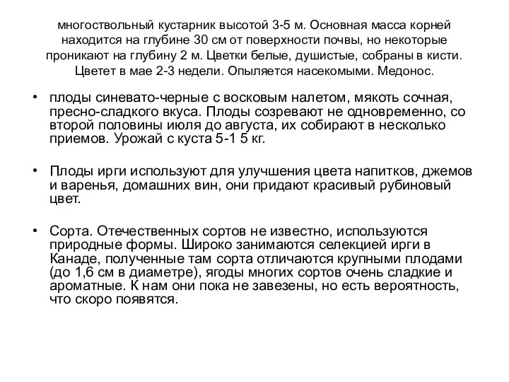 многоствольный кустарник высотой 3-5 м. Основная масса корней находится на