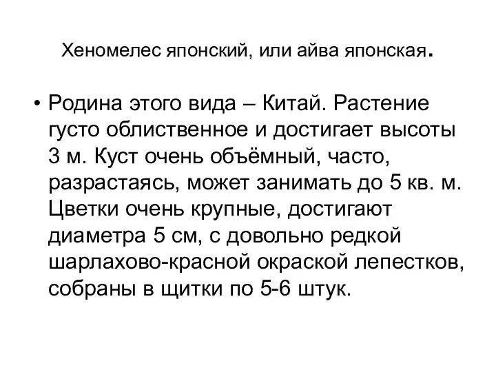 Хеномелес японский, или айва японская. Родина этого вида – Китай.