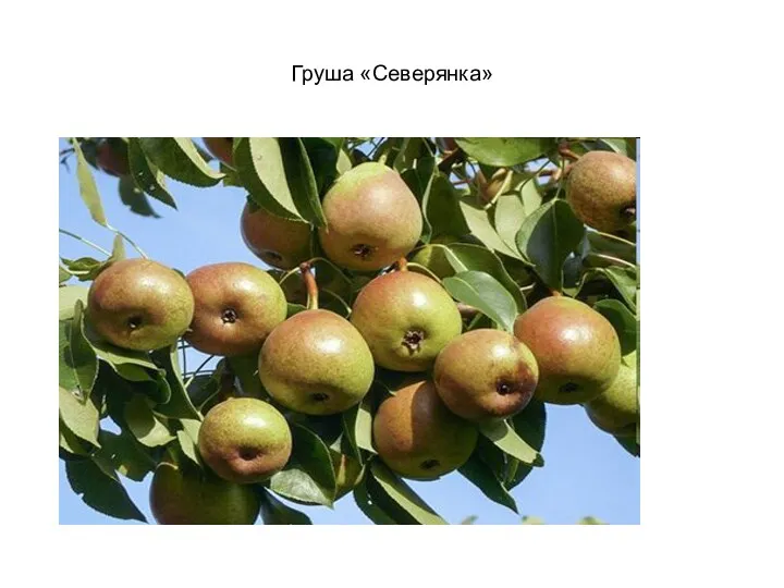 Груша «Северянка»