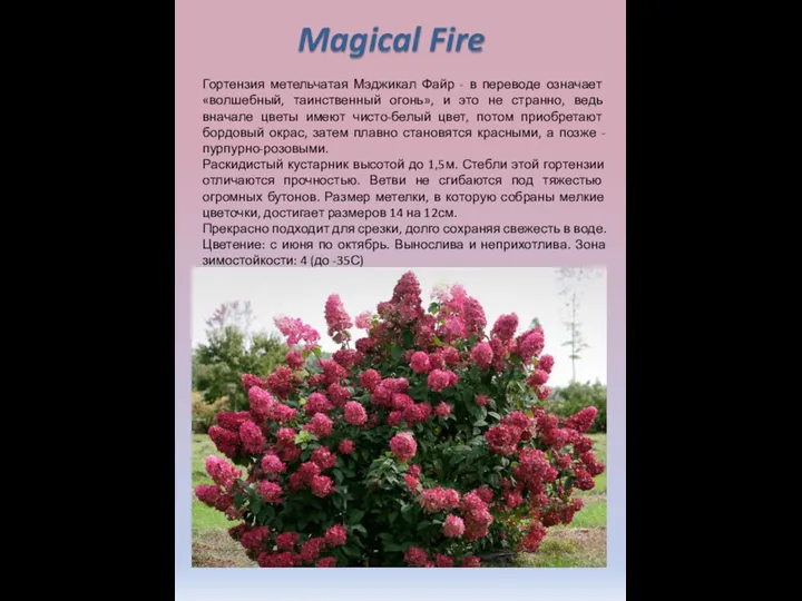 Гортензия метельчатая Мэджикал Файр - в переводе означает «волшебный, таинственный огонь», и это