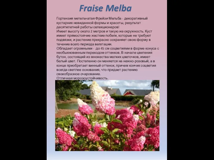Гортензия метельчатая Фрейзи Мельба - декоративный кустарник невиданной формы и красоты, результат десятилетней