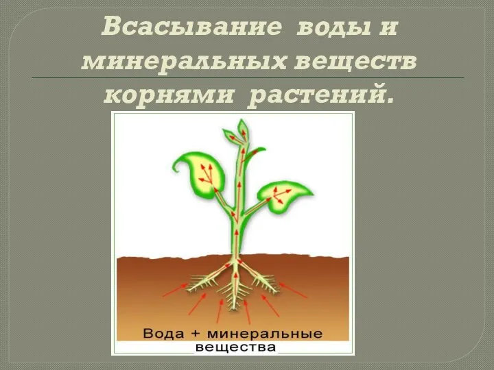 Всасывание воды и минеральных веществ корнями растений.