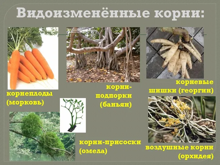 Видоизменённые корни: корнеплоды (морковь) корни-подпорки (баньян) корневые шишки (георгин) воздушные корни (орхидея) корни-присоски (омела)