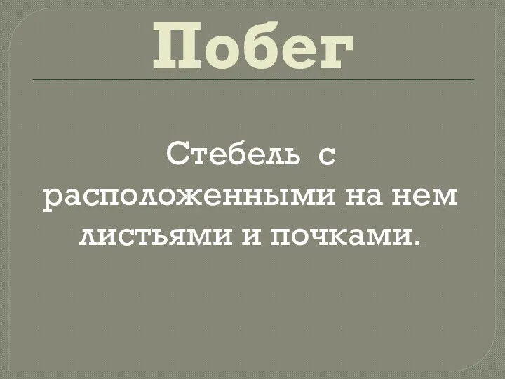 Побег Стебель с расположенными на нем листьями и почками.