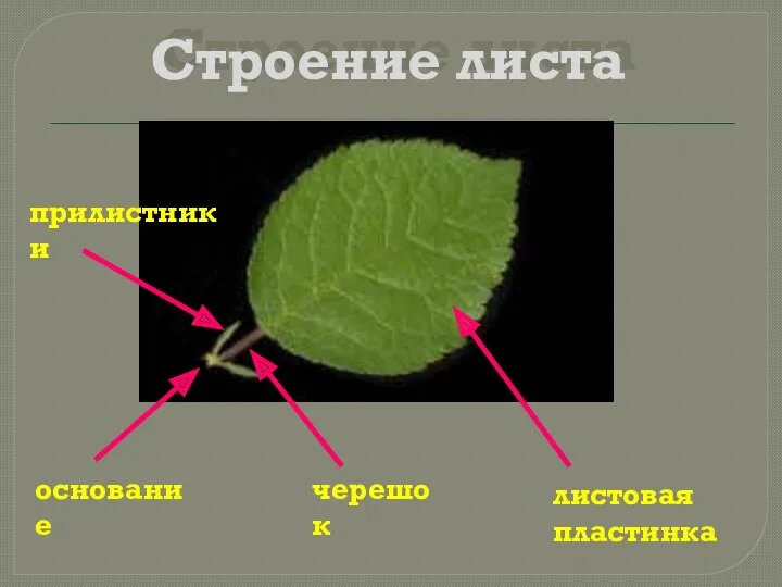 Строение листа листовая пластинка черешок основание прилистники