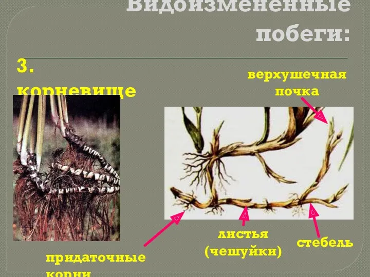 Видоизменённые побеги: 3. корневище листья (чешуйки) стебель верхушечная почка придаточные корни