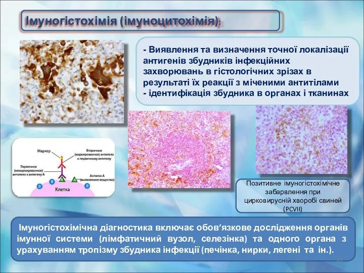 - Виявлення та визначення точної локалізації антигенів збудників інфекційних захворювань в гістологічних зрізах