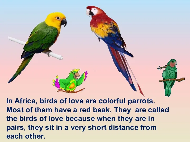 In Africa, birds of love are colorful parrots. Most of