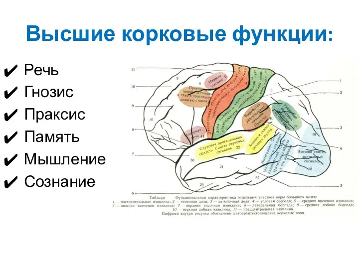 Высшие корковые функции: Речь Гнозис Праксис Память Мышление Сознание