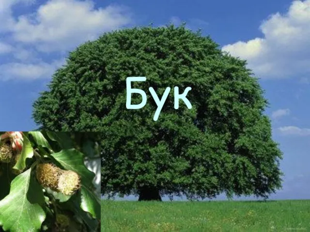 Бук