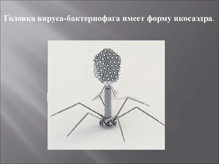 Головка вируса-бактериофага имеет форму икосаэдра.