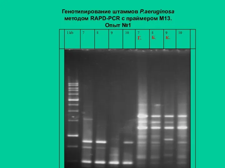Генотипирование штаммов P.aeruginosa методом RAPD-PCR с праймером М13. Опыт №1