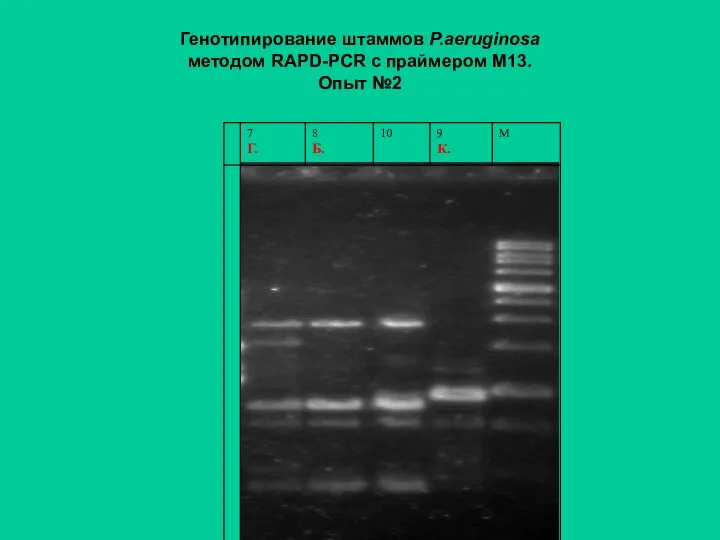 Генотипирование штаммов P.aeruginosa методом RAPD-PCR с праймером М13. Опыт №2