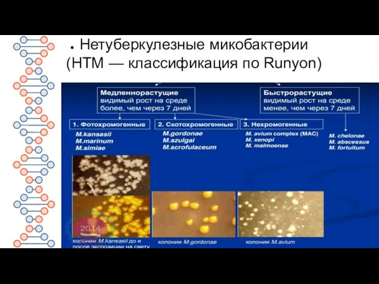 Нетуберкулезные микобактерии (НТМ — классификация по Runyon)