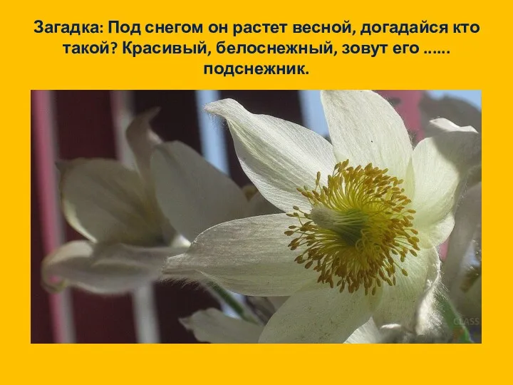 Загадка: Под снегом он растет весной, догадайся кто такой? Красивый, белоснежный, зовут его ...... подснежник.