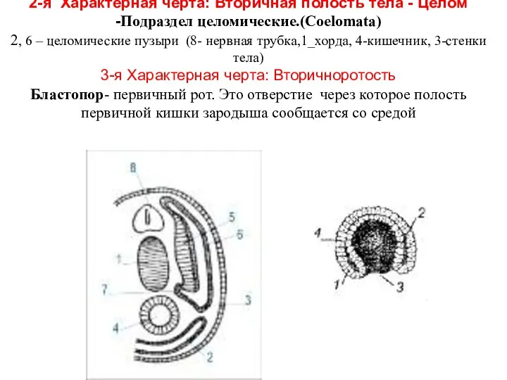 2-я Характерная черта: Вторичная полость тела - Целом -Подраздел целомические.(Coelomata)