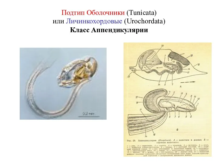 Подтип Оболочники (Tunicata) или Личинкохордовые (Urochordata) Класс Аппендикулярии